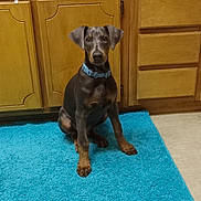 Asher is registered to the contest to win money with this photo: alert, animal, black, blue_rug, brown, collar, curious, doberman, dog, ears, floor, floor_mat, home, indoor, kitchen, pet, puppy, sitting, wooden_cabinets, young_dog