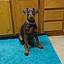 alert, animal, black, blue_rug, brown, collar, curious, doberman, dog, ears, floor, floor_mat, home, indoor, kitchen, pet, puppy, sitting, wooden_cabinets, young_dog