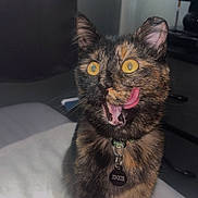 Jinxie joined the competition — help win amazing prizes! cat, tortoiseshell_cat, yellow_eyes, tongue_out, collar, pet_tag, indoor, bed, blanket, furniture, fan, close_up, animal, cute, pet, fur, whiskers, alert, domestic_cat, mammal