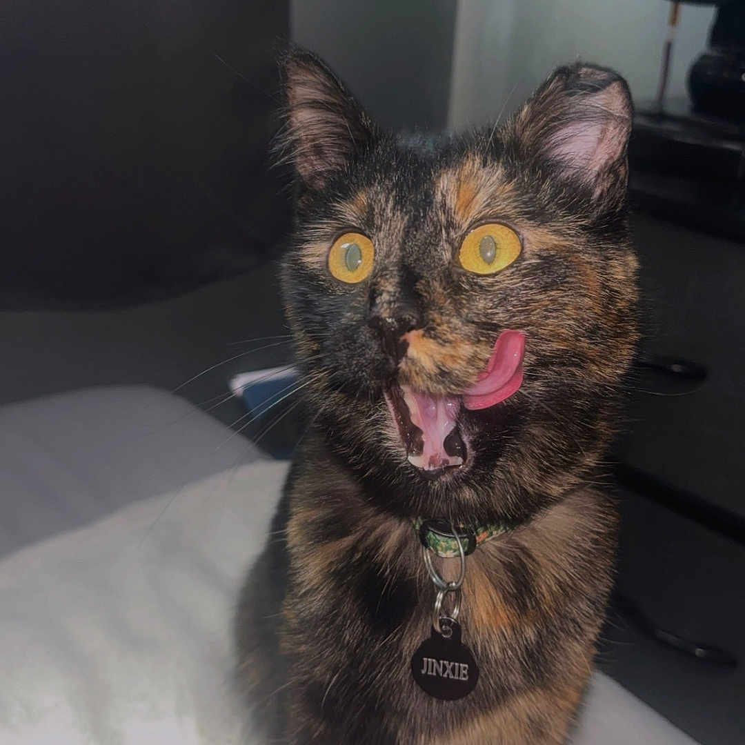 Jinxie joined the competition — help win amazing prizes! alert, animal, bed, blanket, cat, close_up, collar, cute, domestic_cat, fan, fur, furniture, indoor, mammal, pet, pet_tag, tongue_out, tortoiseshell_cat, whiskers, yellow_eyes