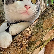 Devo joined the competition — help win amazing prizes! animal, branch, cat, claws, climbing, close_up, collar, curious, ears, fur, green_background, mammal, nature, outdoor, pet, portrait, sunlight, tree, whiskers, yellow_eyes