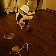 Domino joined the competition — help win amazing prizes! cat, black_and_white_cat, hardwood_floor, dustpan, towel, yarn_ball, plastic_container, hanger, bowls, door, wall, corner, indoor, low_light, clutter, pet, curiosity, floor_texture, household_item, playtime