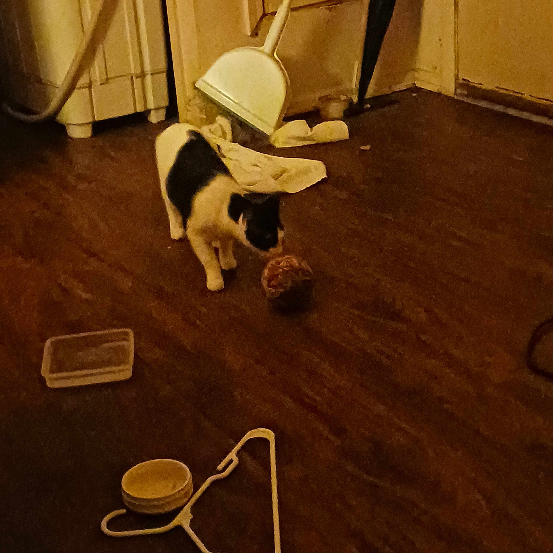 Domino joined the competition — help win amazing prizes! cat, black_and_white_cat, hardwood_floor, dustpan, towel, yarn_ball, plastic_container, hanger, bowls, door, wall, corner, indoor, low_light, clutter, pet, curiosity, floor_texture, household_item, playtime