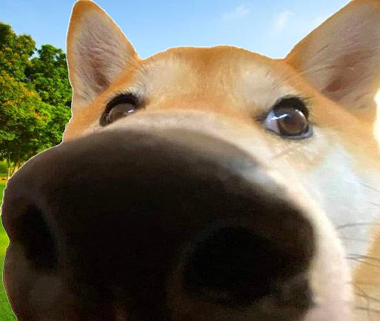 Chamalo participe au concours pour gagner de l'argent avec cette photo : canidae, carnivore, close_up, collar, companion_dog, dog, dog_breed, dog_collar, ear, eye, fawn, head, jaw, sky, snout, sporting_group, terrestrial_animal, tree, whiskers, working_animal