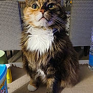 Dioby participe au concours pour gagner de l'argent avec cette photo : cat, fluffy, wide_eyes, white_chest, sitting, table, indoor, household, chair, patterned_chair, fur, pet, curious, whiskers, domestic_animal, close_up, front_view, feline, tabby, paws