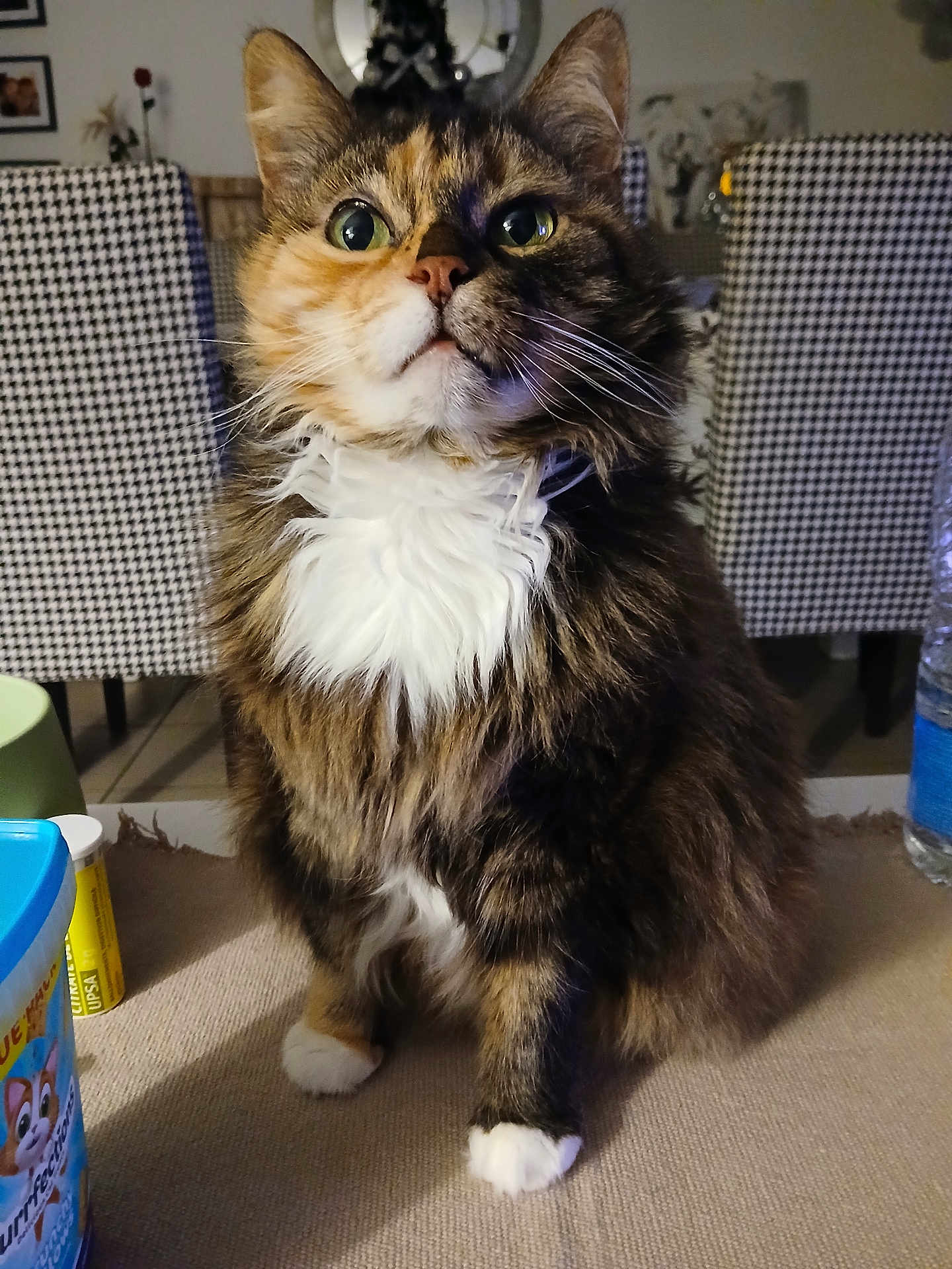 Dioby participe au concours pour gagner de l'argent avec cette photo : cat, fluffy, wide_eyes, white_chest, sitting, table, indoor, household, chair, patterned_chair, fur, pet, curious, whiskers, domestic_animal, close_up, front_view, feline, tabby, paws