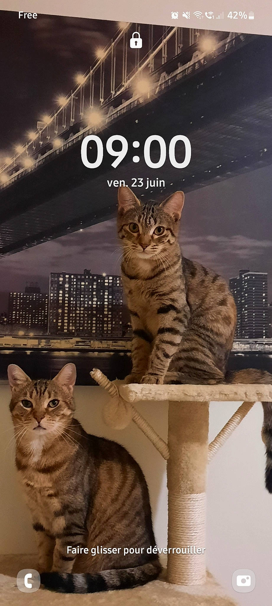 Marley Et Inna participe au concours pour gagner de l'argent avec cette photo : carnivore, cat, cat_supply, domestic_short_haired_cat, event, felidae, font, fur, logo, mammal, paw, pet_supply, photo_caption, small_to_medium_sized_cats, snout, tail, terrestrial_animal, vertebrate, whiskers, wildlife