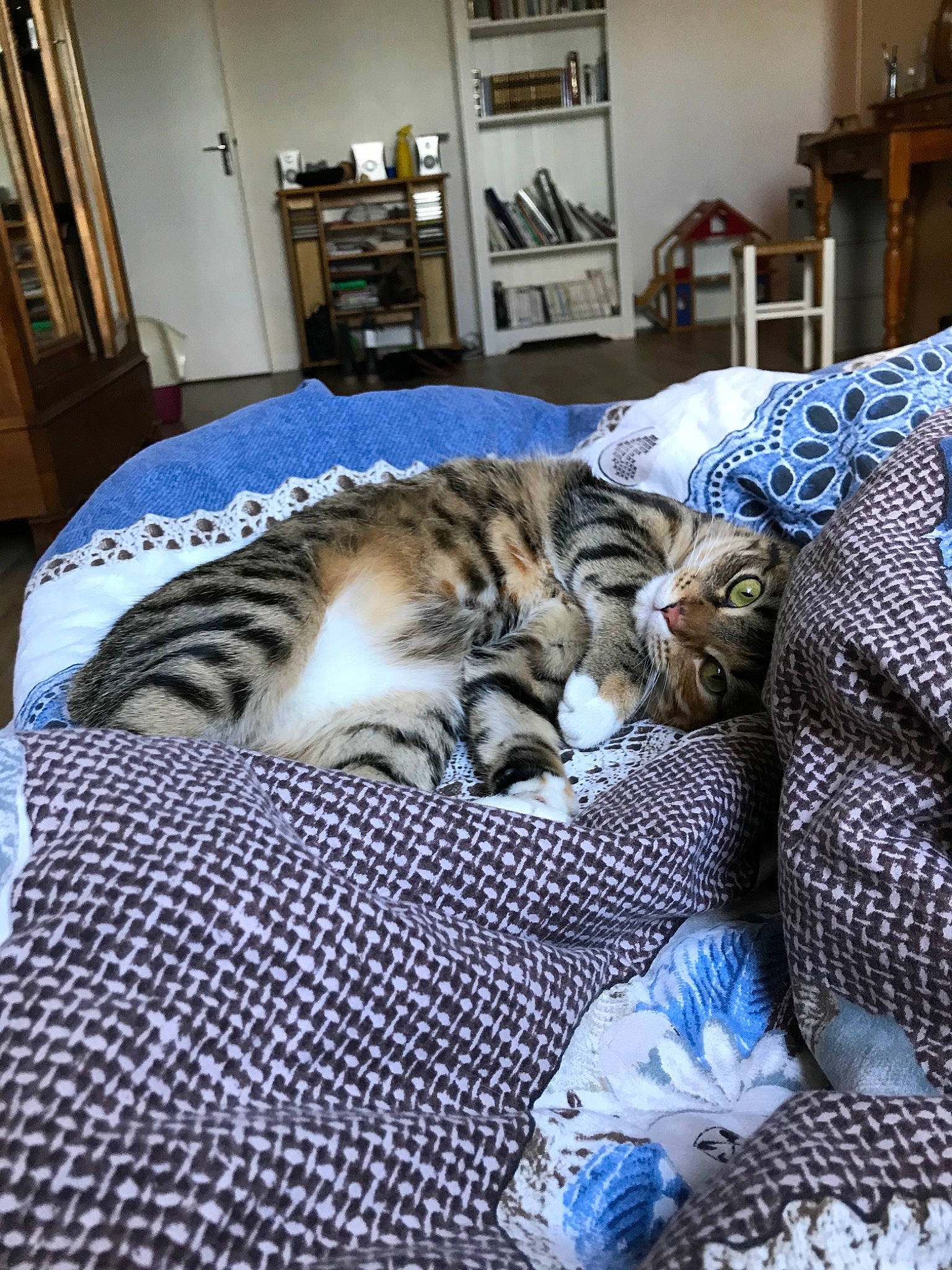 Niki a rejoint le concours — aidez-le/la à gagner de superbes lots ! american_shorthair, asian, bed_sheet, bengal, carnivore, cat, domestic_short_haired_cat, dragon_li, egyptian_mau, european_shorthair, felidae, fur, furniture, kitten, nap, pixie_bob, room, small_to_medium_sized_cats, tabby_cat, whiskers