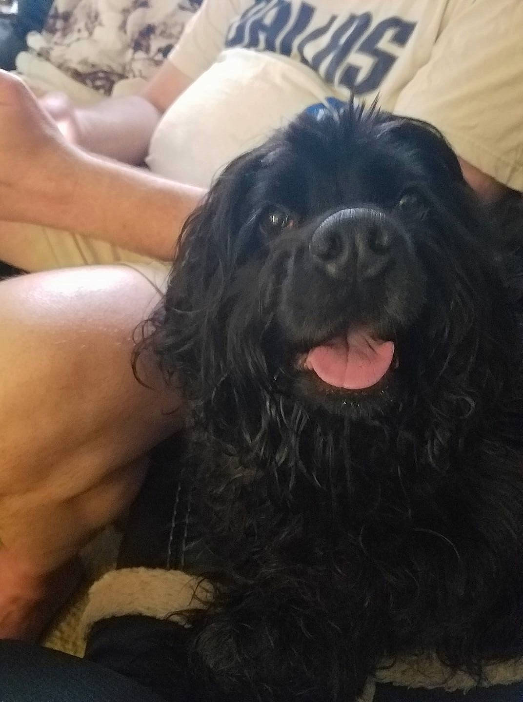 Grace is registered to the contest to win money with this photo: canidae, carnivore, companion_dog, dog, dog_breed, flesh, fur, happy, liver, paw, snout, spaniel, sporting_group, thigh, toy_dog, working_animal, working_dog