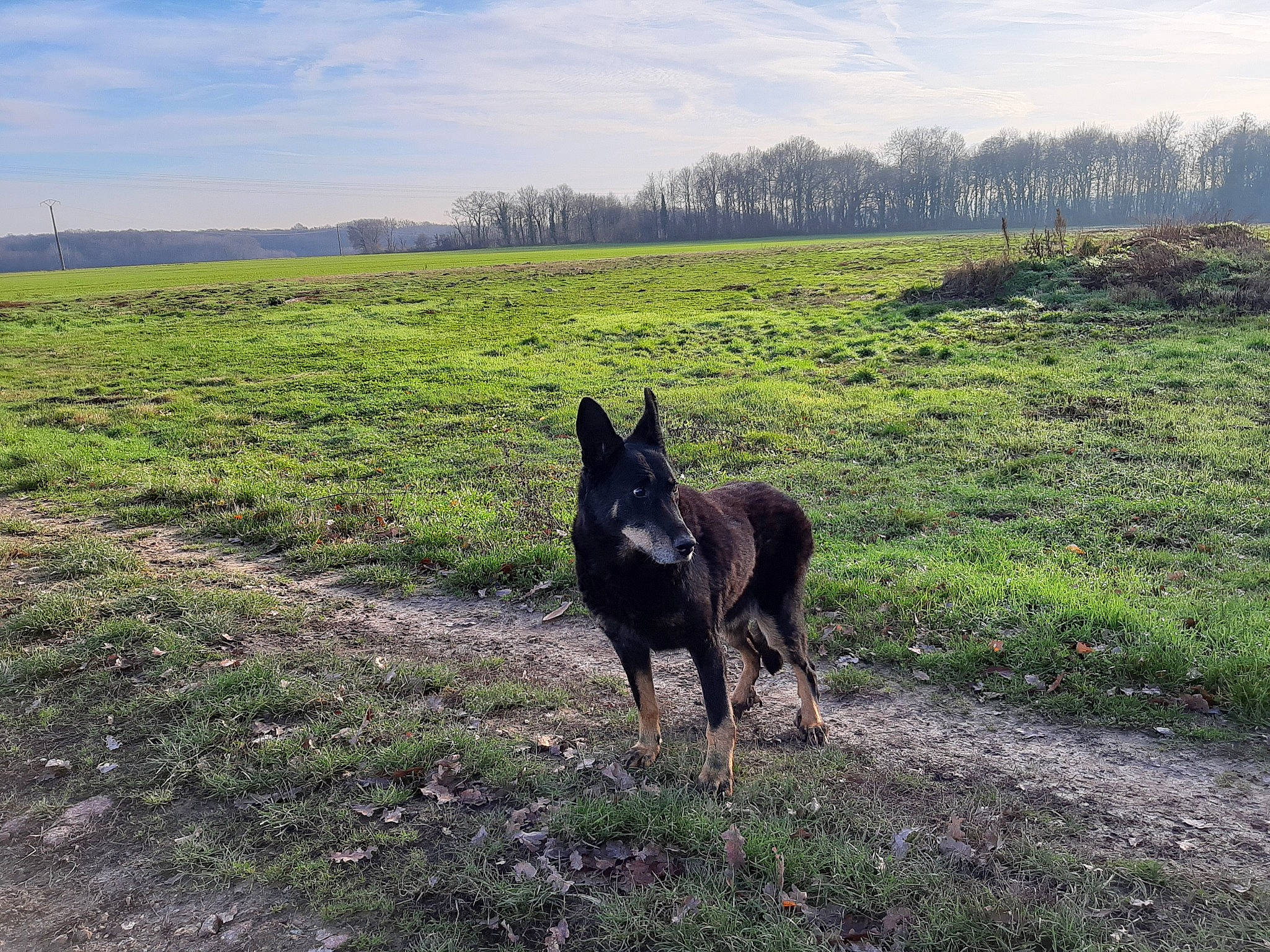 Véga participe au concours pour gagner de l'argent avec cette photo : black_norwegian_elkhound, canidae, carnivore, czechoslovakian_wolfdog, dog, dog_breed, dutch_shepherd_dog, field, kai_ken, lapponian_herder, mammal, pasture, schipperke, vertebrate, wildlife, wolfdog, working_dog