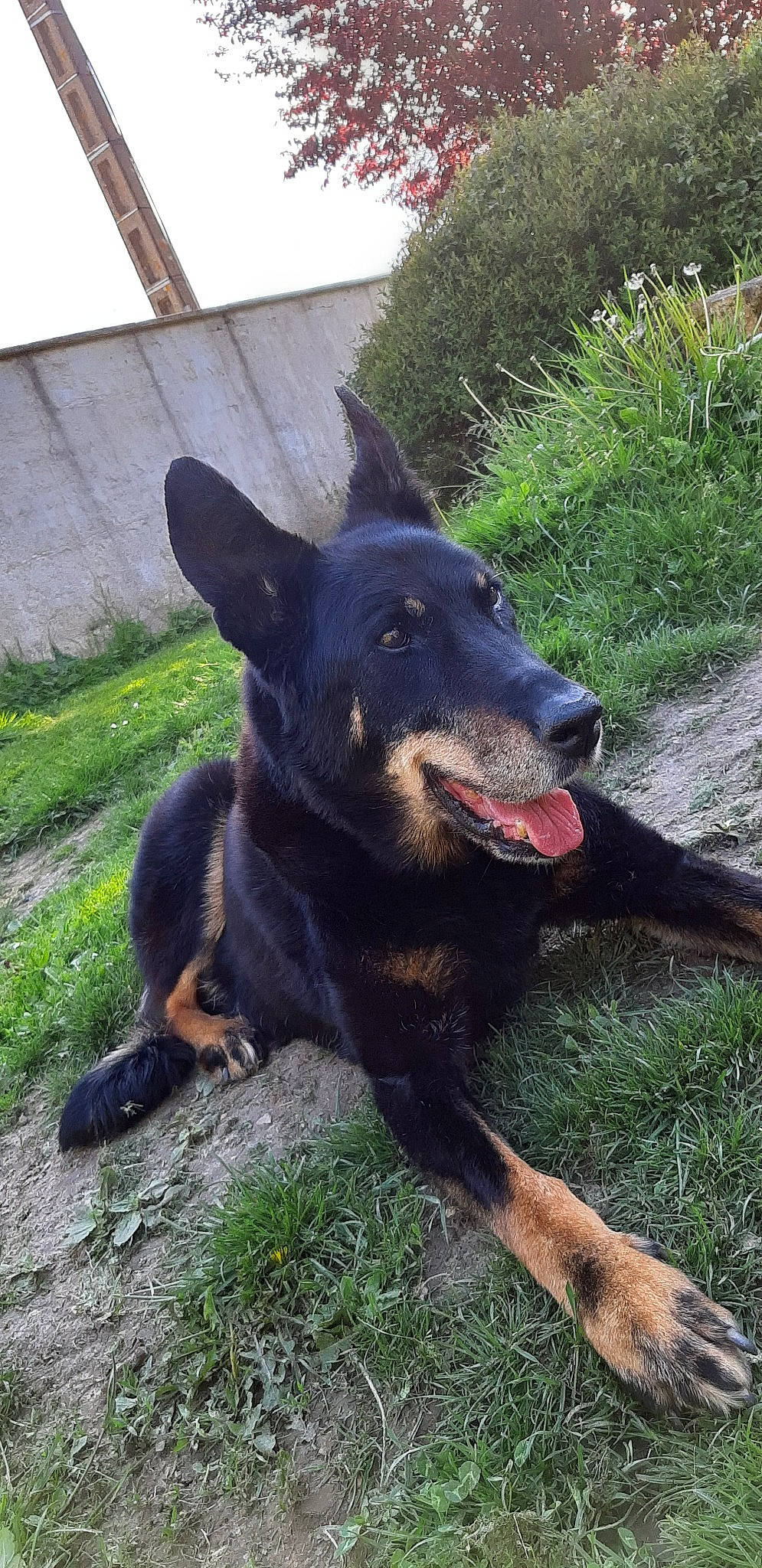 Véga participe au concours pour gagner de l'argent avec cette photo : beauceron, canidae, carnivore, dog, dog_breed, mammal, vertebrate