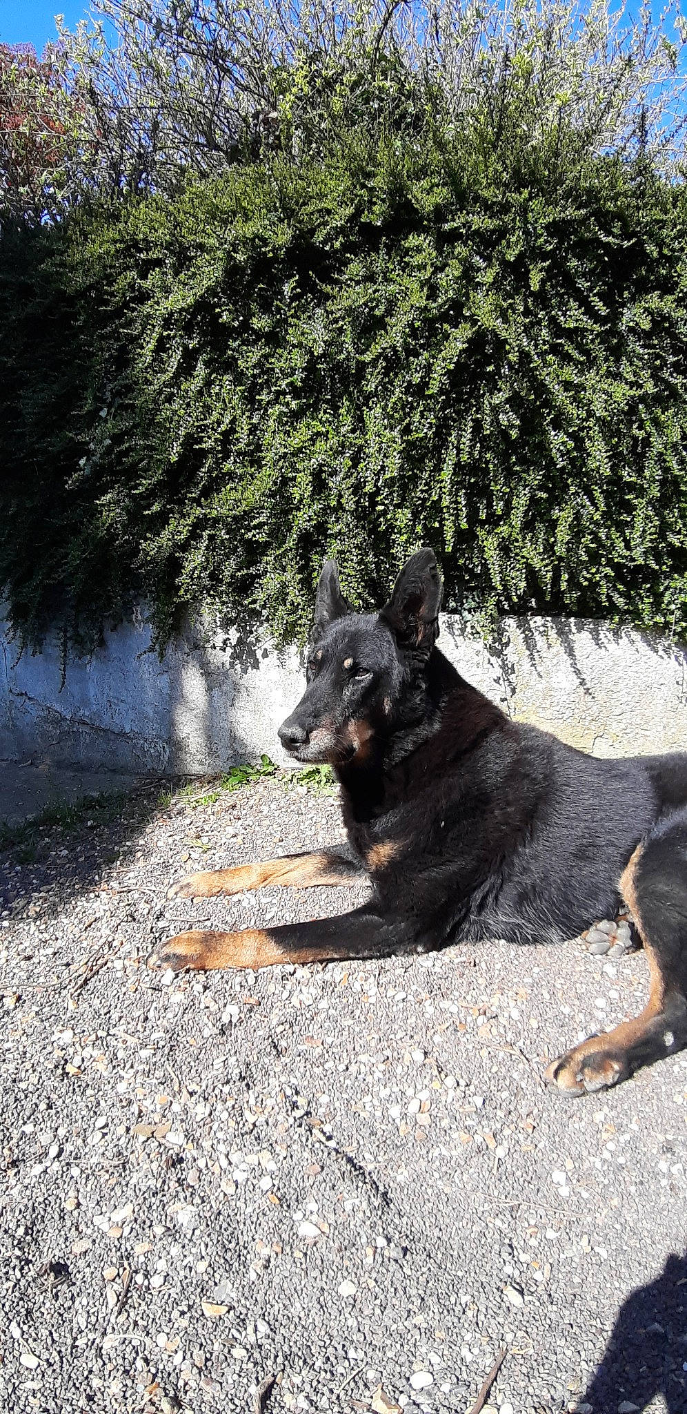 Véga participe au concours pour gagner de l'argent avec cette photo : beauceron, bohemian_shepherd, canidae, carnivore, dog, dog_breed, east_european_shepherd, king_shepherd, mammal, rare_breed_dog, sporting_group, tree, vertebrate, working_dog