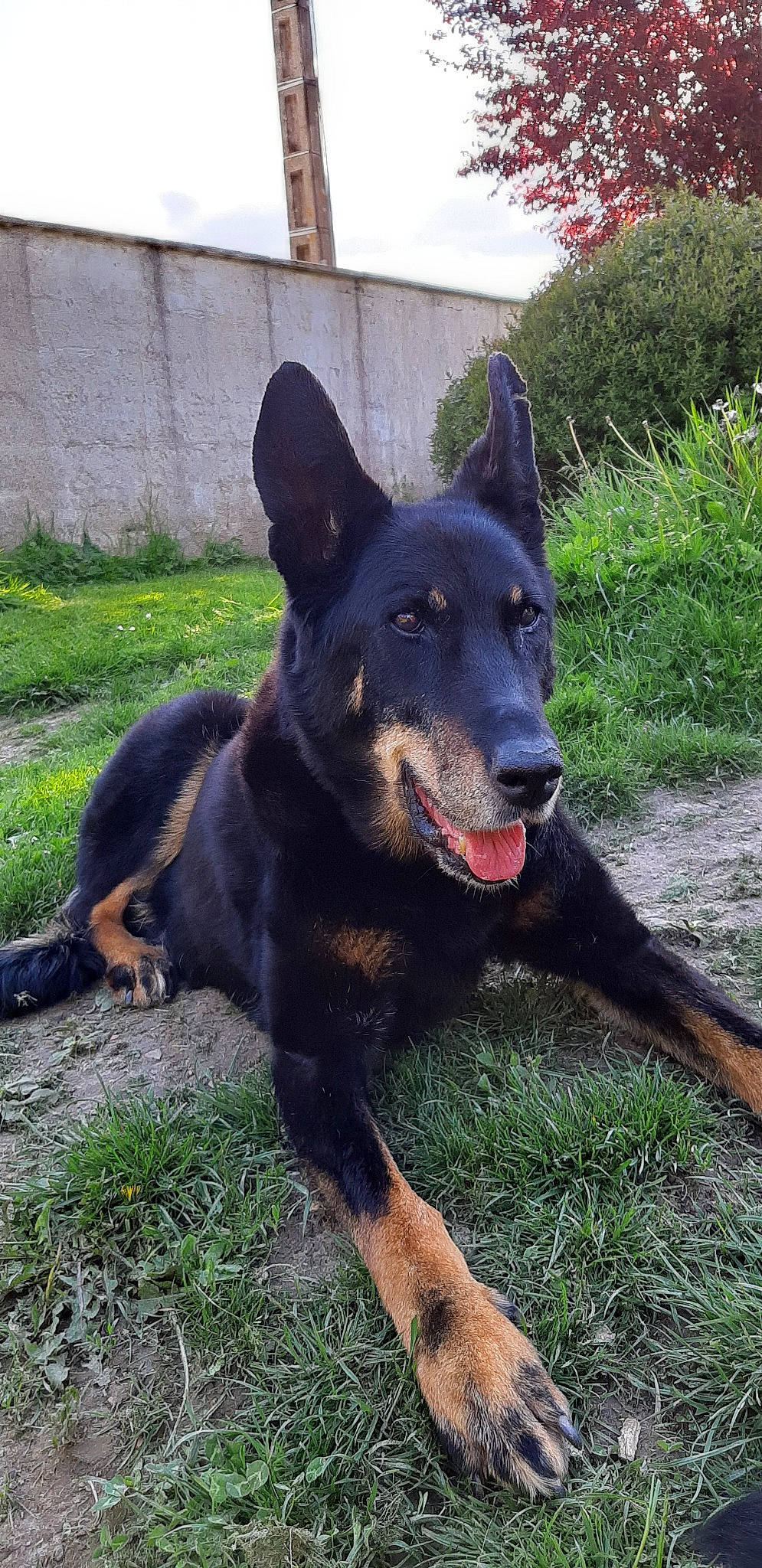 Véga a rejoint le concours — aidez-le/la à gagner de superbes lots ! beauceron, black_and_tan_terrier, bohemian_shepherd, canidae, carnivore, dog, dog_breed, herding_dog, king_shepherd, mammal, rare_breed_dog, vertebrate