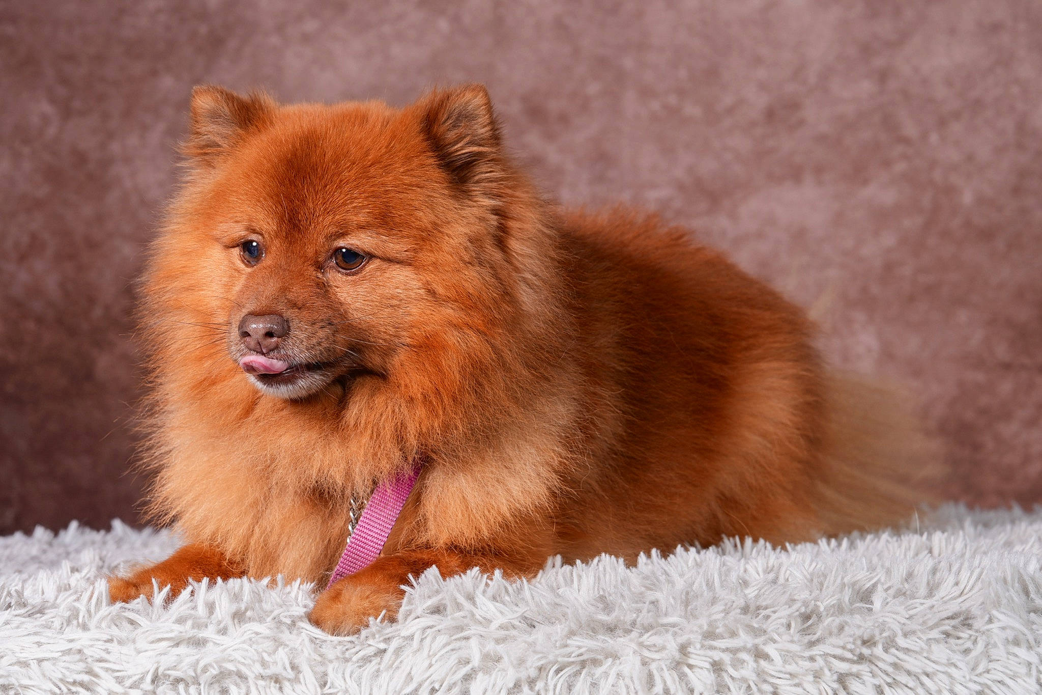 Jango a rejoint le concours — aidez-le/la à gagner de superbes lots ! ancient_dog_breeds, carnivore, companion_dog, dog, dog_breed, fur, liver, non_sporting_group, snout, snow, spitz, sporting_group, terrestrial_animal, volpino_italiano, whiskers, working_animal, working_dog