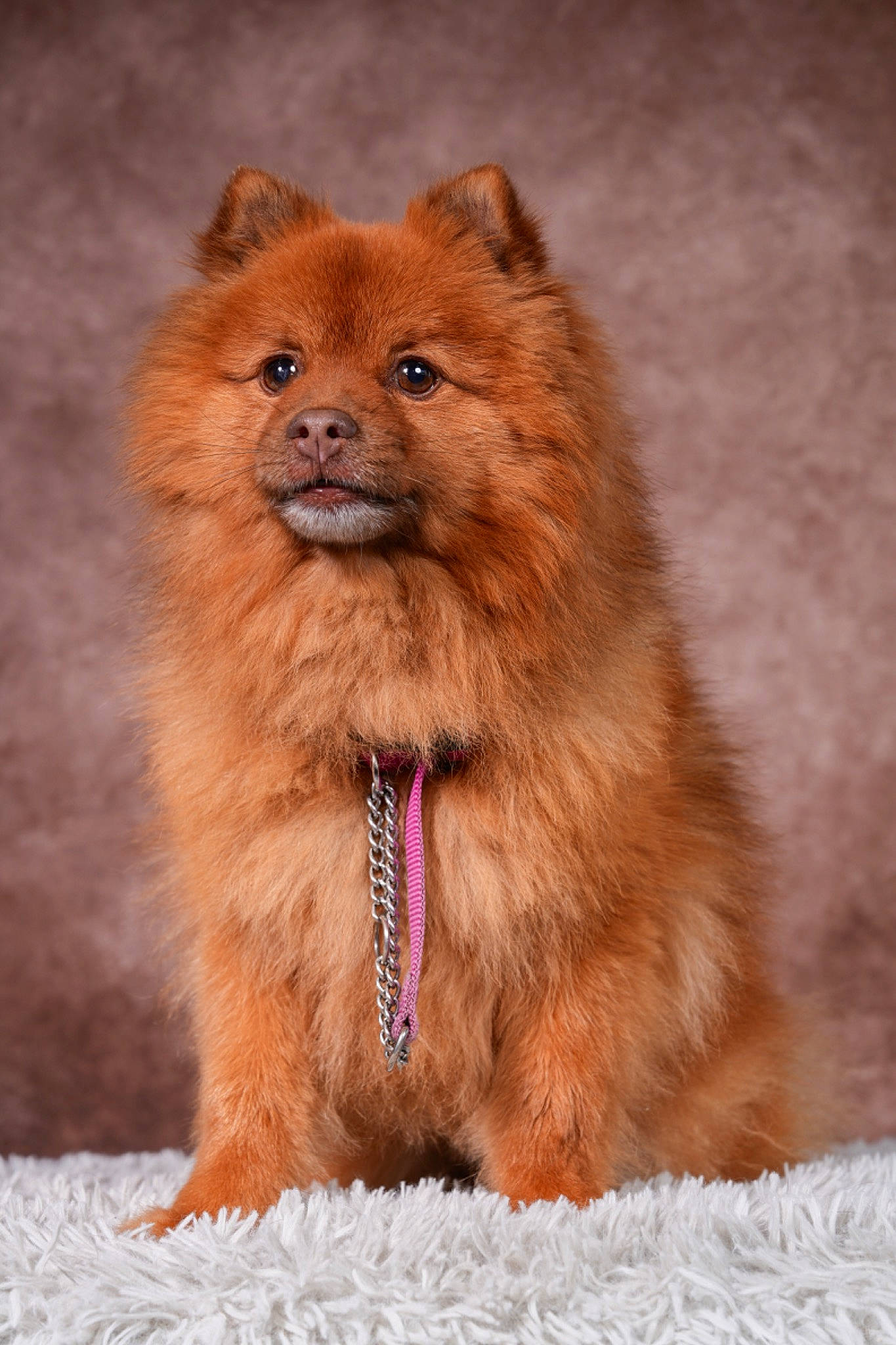 Jango a rejoint le concours — aidez-le/la à gagner de superbes lots ! canidae, carnivore, companion_dog, dog_breed, eye, fawn, fur, liver, snout, tail, terrestrial_animal, whiskers, wildlife, working_animal