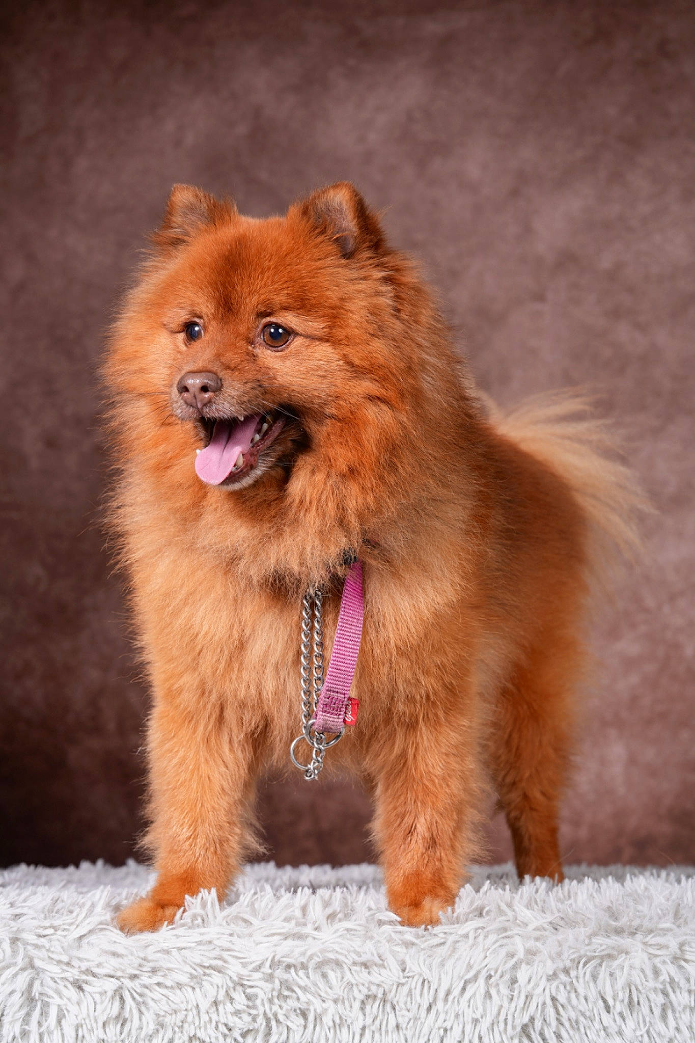 Jango participe au concours pour gagner de l'argent avec cette photo : canidae, carnivore, companion_dog, dog_breed, event, eye, fawn, fur, hair, head, liver, non_sporting_group, peach, sporting_group, terrestrial_animal, whiskers, wildlife, working_animal