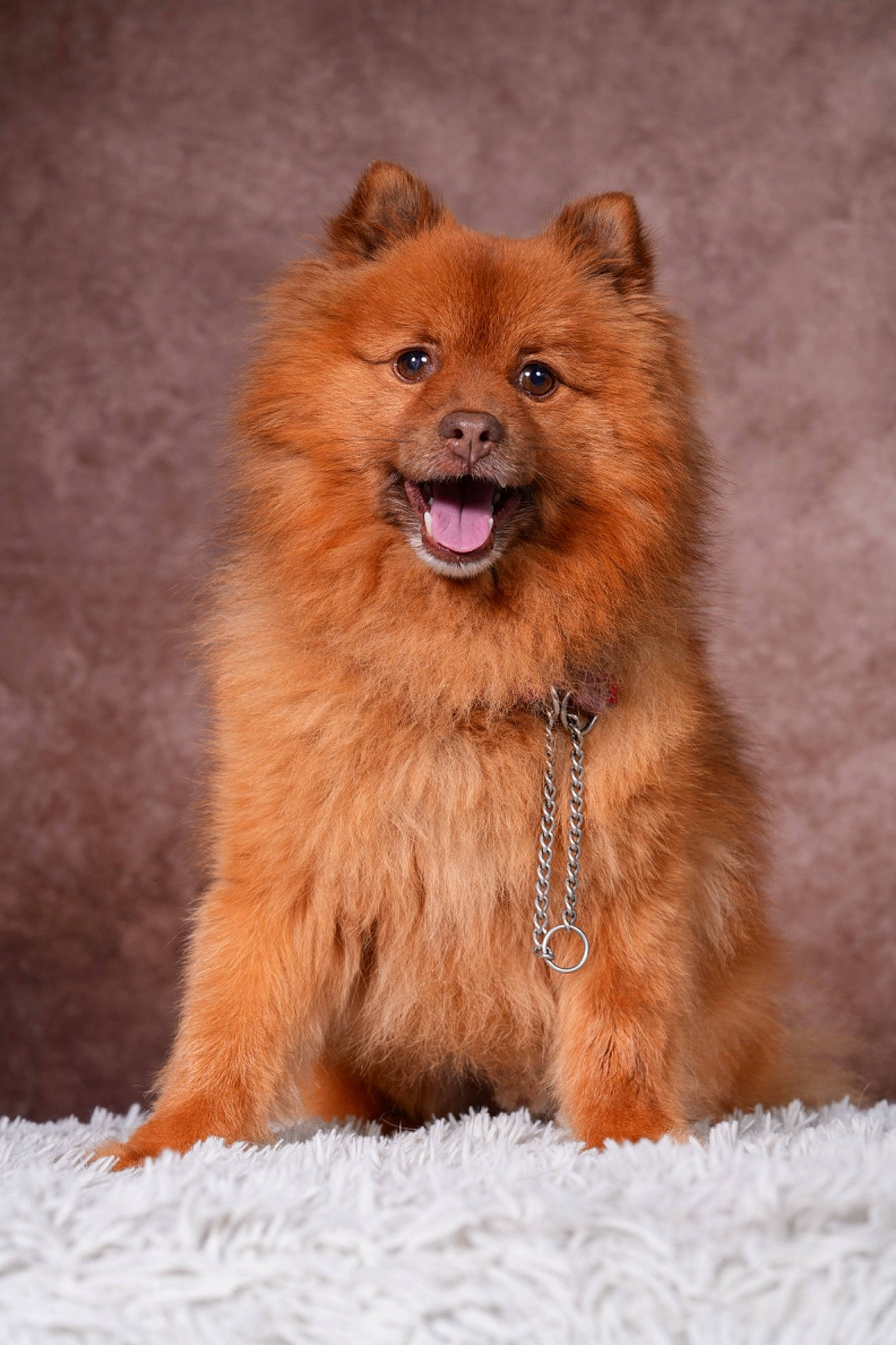 Jango participe au concours pour gagner de l'argent avec cette photo : canidae, carnivore, companion_dog, dog, dog_breed, fawn, foot, fur, liver, paw, snout, snow, sporting_group, terrestrial_animal, whiskers, wildlife, working_animal