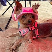 Phoebe Johnson joined the competition — help win amazing prizes! dog, beach, sand, umbrella, pink_harness, pink_hat, pet, canine, outdoor, sunshade, relaxing, summer, small_dog, accessory, animal, tongue_out, resting, cute, playful, holiday