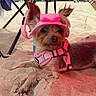 dog, beach, sand, umbrella, pink_harness, pink_hat, pet, canine, outdoor, sunshade, relaxing, summer, small_dog, accessory, animal, tongue_out, resting, cute, playful, holiday