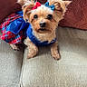 Phoebe Johnson is registered to the contest to win money with this photo: dog, small_dog, yorkshire_terrier, pet, animal, cute, bow, clothing, dress, blue, red, plaid, ears, fur, sitting, couch, furniture, indoor, cozy, portrait