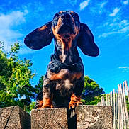 Milo a rejoint le concours — aidez-le/la à gagner de superbes lots ! dog, dachshund, puppy, outdoor, wood, post, sky, blue_sky, clouds, greenery, trees, ears, animal, pet, nature, sunlight, collar, cute, small_dog, playful