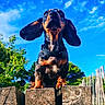 dog, dachshund, puppy, outdoor, wood, post, sky, blue_sky, clouds, greenery, trees, ears, animal, pet, nature, sunlight, collar, cute, small_dog, playful