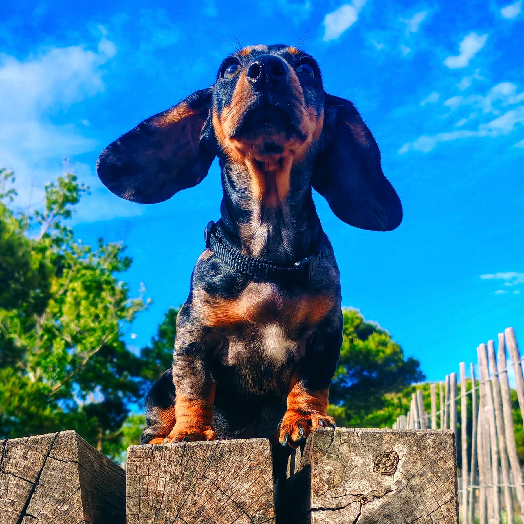 Milo