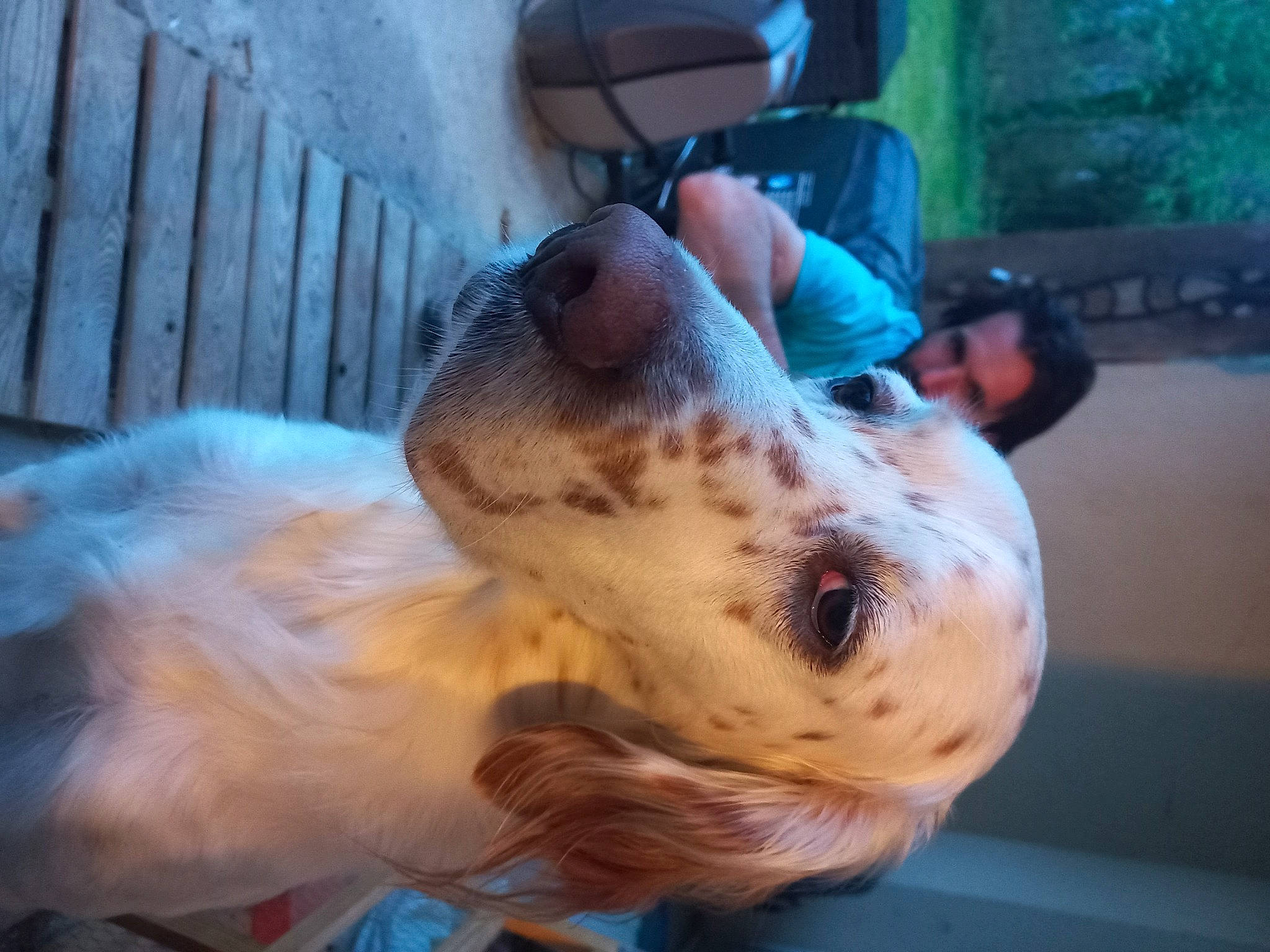 Bibouille a rejoint le concours — aidez-le/la à gagner de superbes lots ! canidae, carnivore, cavalier_king_charles_spaniel, companion_dog, dog, dog_breed, dog_supply, ear, fawn, fur, guard_dog, happy, paw, puppy, snout, sporting_group, texas_heeler, toy_dog, whiskers, working_animal