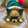 dog, pet, sweater, green, red_pom_pom, leather_couch, brown, fluffy, small_dog, indoor, resting, cute, animal, fur, holiday, cozy, looking_down, paw, furniture, companion