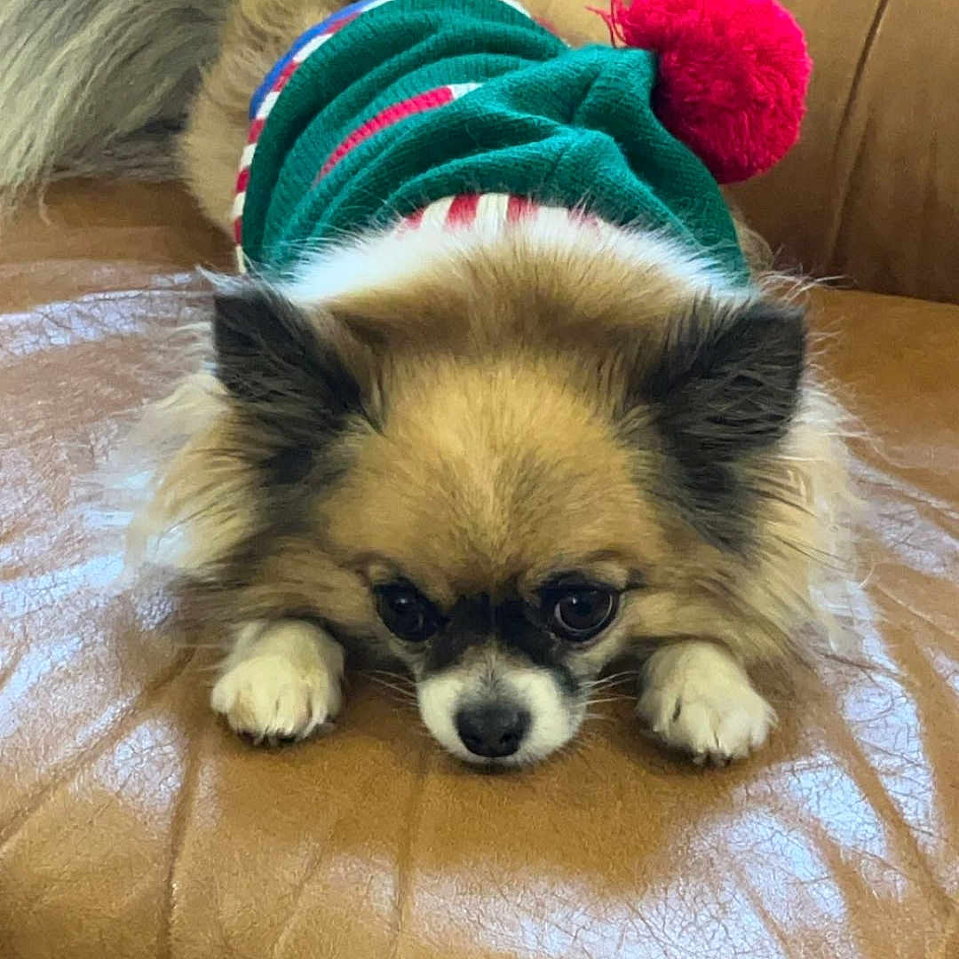 Moon a rejoint le concours — aidez-le/la à gagner de superbes lots ! dog, pet, sweater, green, red_pom_pom, leather_couch, brown, fluffy, small_dog, indoor, resting, cute, animal, fur, holiday, cozy, looking_down, paw, furniture, companion