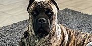 Drako joined the competition — help win amazing prizes! dog, brindle, indoor, rug, floor, santa_claus, holiday_decor, mirror, pet, canine, animal, resting, looking_at_camera, furniture, decor, christmas, toy, home, portrait, cozy