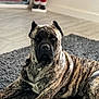 dog, brindle, indoor, rug, floor, santa_claus, holiday_decor, mirror, pet, canine, animal, resting, looking_at_camera, furniture, decor, christmas, toy, home, portrait, cozy
