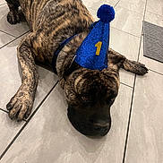 Drako is registered to the contest to win money with this photo: dog, brindle, party_hat, blue_hat, number_one, floor, tile_floor, paw, pet, animal, indoor, toy, colorful_toy, lying_down, canine, cute, celebration, resting, domestic_animal, close_up