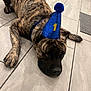dog, brindle, party_hat, blue_hat, number_one, floor, tile_floor, paw, pet, animal, indoor, toy, colorful_toy, lying_down, canine, cute, celebration, resting, domestic_animal, close_up