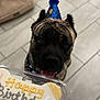 Drako joined the competition — help win amazing prizes! dog, brindle, party_hat, birthday, bone_shaped_treat, indoor, tile_floor, pet, celebration, happy, tongue_out, canine, animal, food, container, closeup, looking_up, excited, first_birthday, pet_birthday