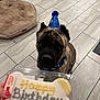 Drako is registered to the contest to win money with this photo: dog, birthday, party_hat, bone_shaped_treat, tile_floor, dog_bed, indoor, pet, celebration, blue_hat, canine, pet_accessory, waiting, greeting, hand, container, brown_dog, brindle_coat, floor_tile, close_up