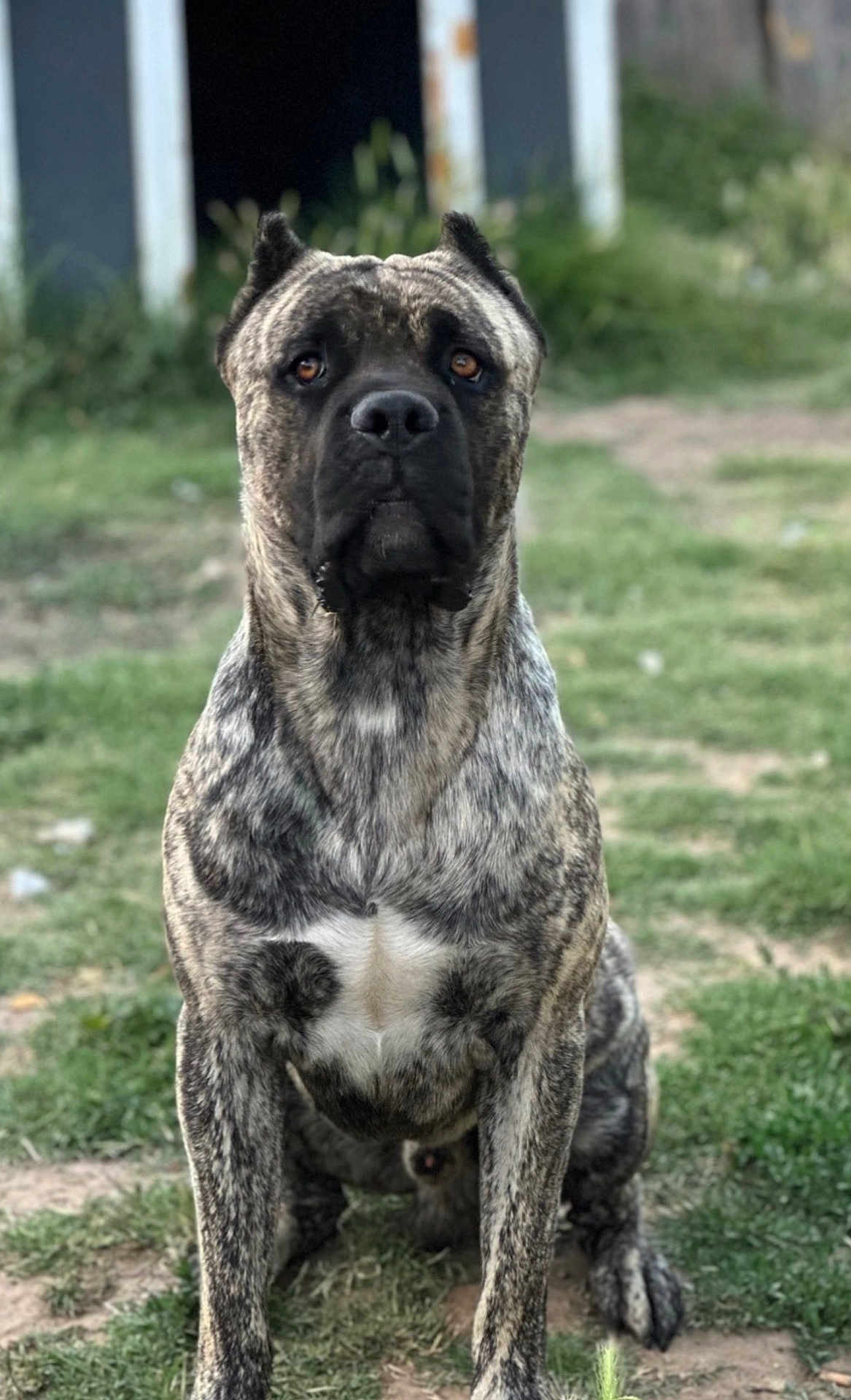 Drako
