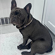 Mochi joined the competition — help win amazing prizes! animal, bathroom, canine, collar, companion, cute, dog, domestic_animal, ears_up, face, floor, french_bulldog, fur, indoor, looking, pet, portrait, sitting, tile_floor, white_rug