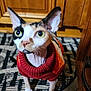 cat, sphynx_cat, pet, indoor, sweater, curious, green_eyes, patterned_rug, wooden_cabinet, feline, hairless_cat, animal, cute, looking_up, domestic_cat, cozy, close_up, whiskers, ears, floor