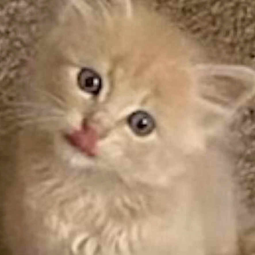 Suess is registered to the contest to win money with this photo: abyssinian, angora, animal, cat, kitten, manx, number, pet, siamese, snout, symbol, text