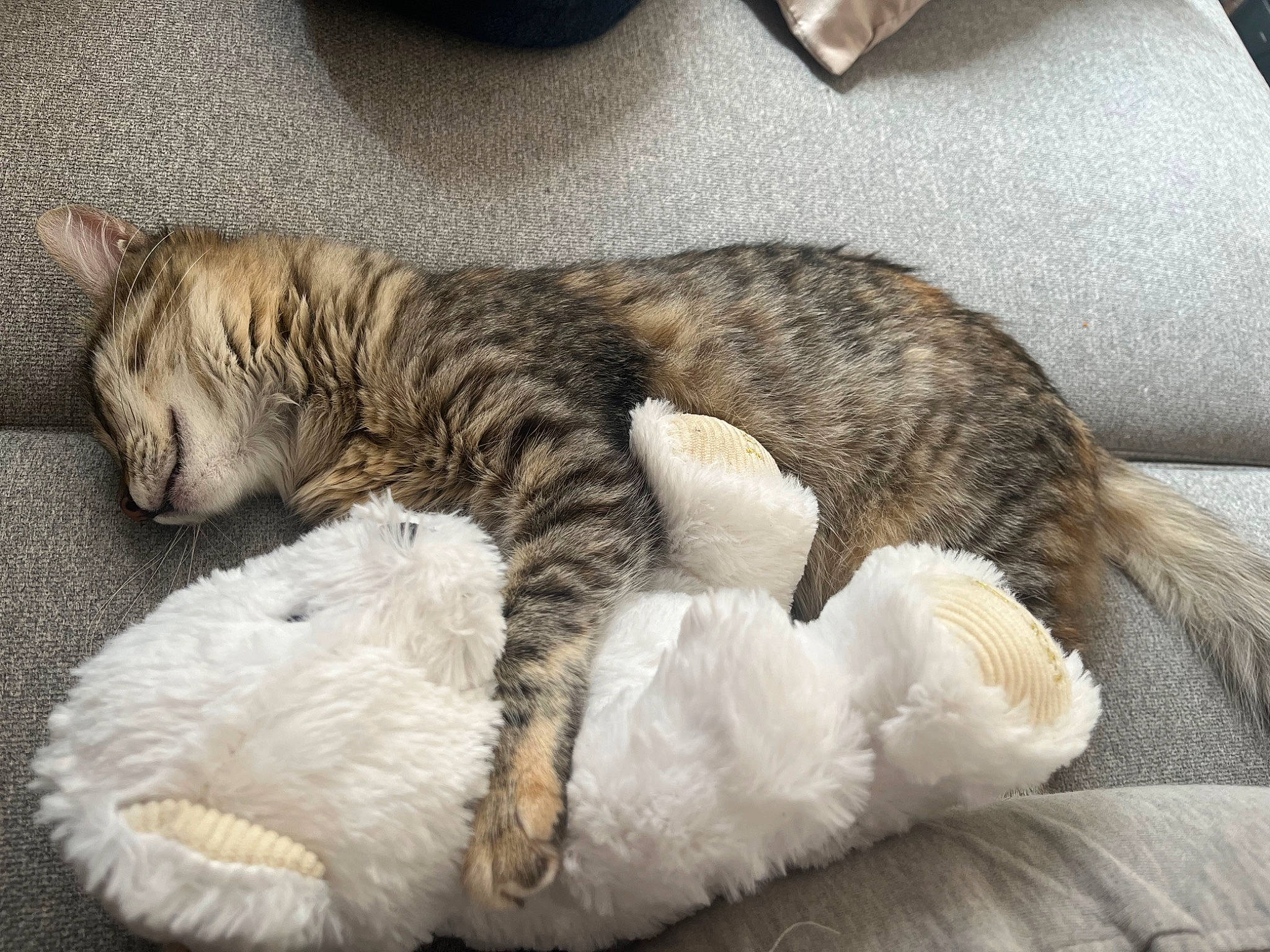 Nola participe au concours pour gagner de l'argent avec cette photo : carnivore, cat, claw, comfort, domestic_short_haired_cat, felidae, fur, mammal, nap, paw, sleep, small_to_medium_sized_cats, snout, tail, terrestrial_animal, whiskers