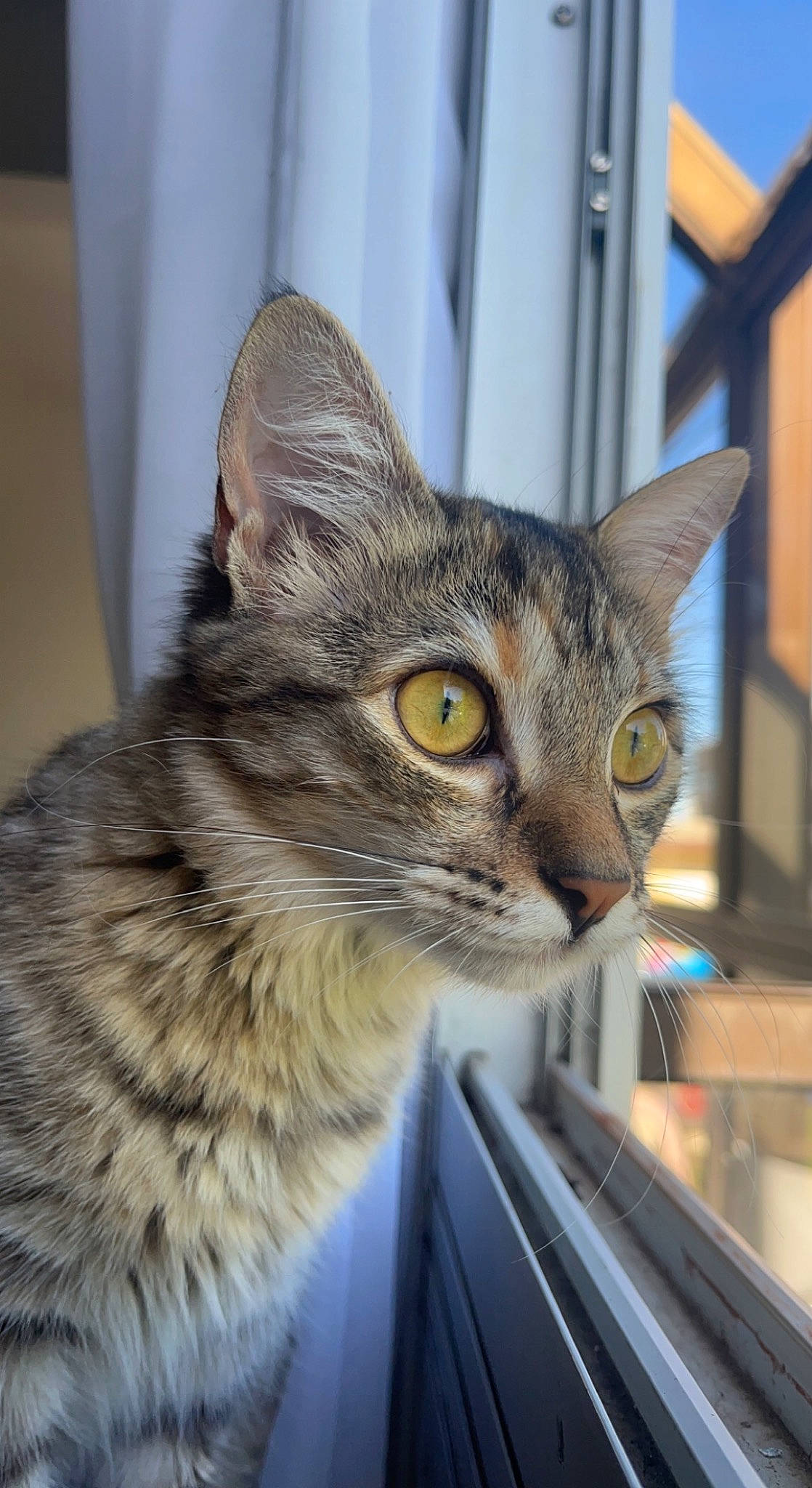 Nola a rejoint le concours — aidez-le/la à gagner de superbes lots ! carnivore, cat, domestic_short_haired_cat, felidae, fur, iris, pet_supply, small_to_medium_sized_cats, snout, terrestrial_animal, whiskers, wildlife, window