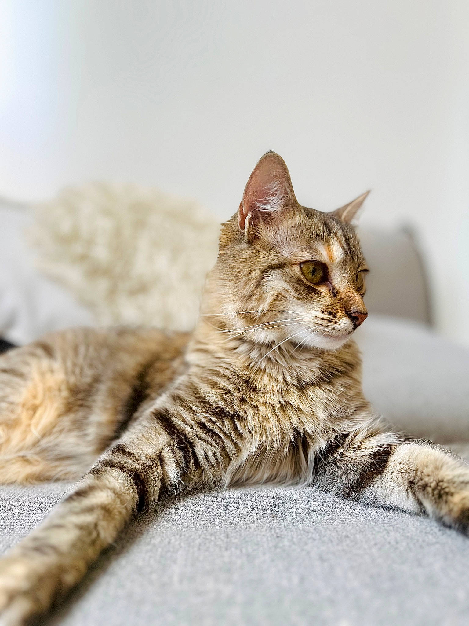 Nola a rejoint le concours — aidez-le/la à gagner de superbes lots ! carnivore, cat, claw, comfort, domestic_short_haired_cat, fawn, felidae, fur, paw, sitting, small_to_medium_sized_cats, snout, tail, terrestrial_animal, whiskers, wildlife, wood