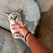 Cooper is registered to the contest to win money with this photo: cat, hand, bite, playful, couch, gray, paw, person, tattoo, bracelet, fingers, pet, animal, indoor, cozy, fur, wide_eyes, grip, mischievous, interaction