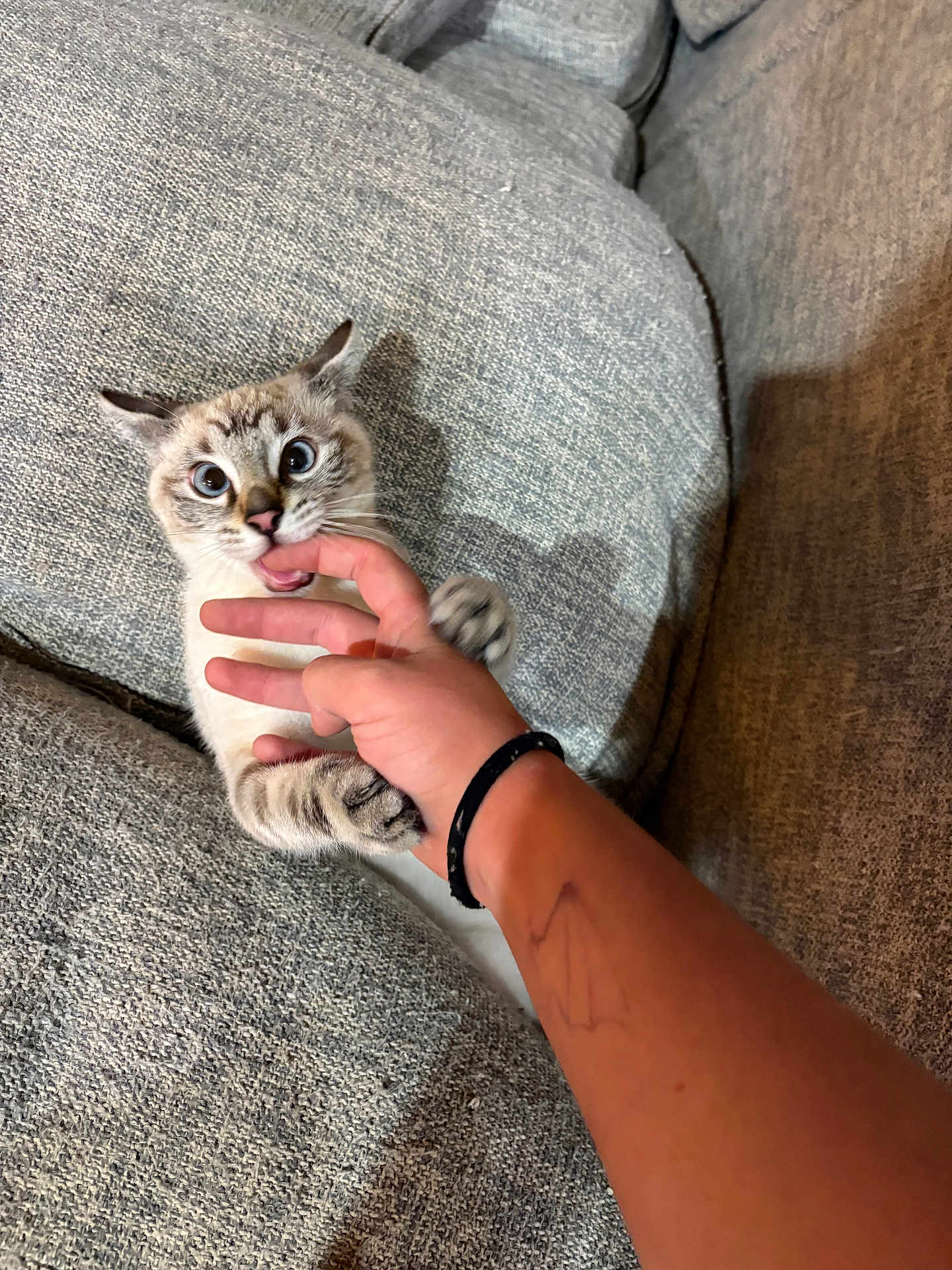 Cooper is registered to the contest to win money with this photo: cat, hand, bite, playful, couch, gray, paw, person, tattoo, bracelet, fingers, pet, animal, indoor, cozy, fur, wide_eyes, grip, mischievous, interaction