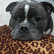 Tank joined the competition — help win amazing prizes! dog, close_up, blanket, leopard_print, indoor, pet, animal, canine, resting, face, fur, ears, nose, eyes, background, carpet, bed, comfort, domestic, two_dogs