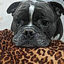 animal, background, bed, blanket, canine, carpet, close_up, comfort, dog, domestic, ears, eyes, face, fur, indoor, leopard_print, nose, pet, resting, two_dogs