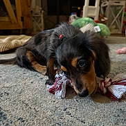 Ruger joined the competition — help win amazing prizes! puppy, dog, dachshund, carpet, toy, rope_toy, indoor, pet, cute, lying_down, brown, black, small_dog, chewing, floor, home, domestic_animal, fur, playful, animal
