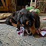 animal, black, brown, carpet, chewing, cute, dachshund, dog, domestic_animal, floor, fur, home, indoor, lying_down, pet, playful, puppy, rope_toy, small_dog, toy