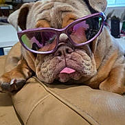 Punky is registered to the contest to win money with this photo: bulldog, dog, sunglasses, tongue_out, wrinkled_face, pet, animal, leather_couch, indoor, closeup, cute, relaxed, funny, brown_fur, snout, paw, ears, household, companion, portrait